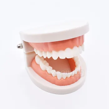 Обучение модел на зъбите Материали за зъботехническа лаборатория Материал за стоматология Модел студенти-зъболекар за обучение